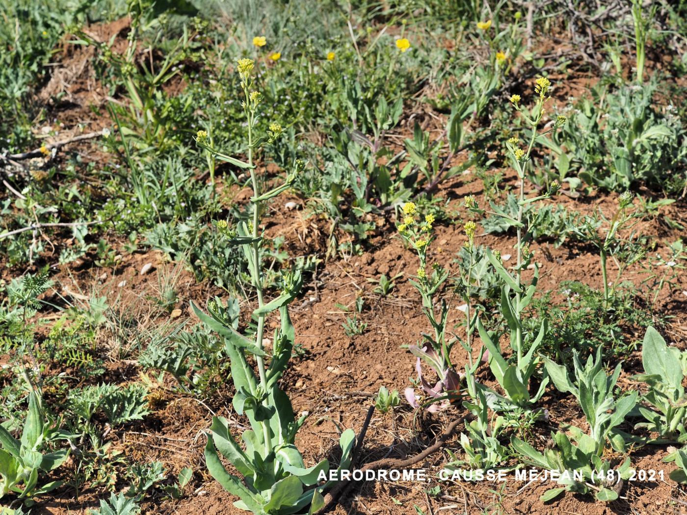 Hare's-ear Cabbage plant